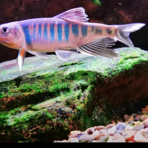 小龙哥（黔江石）