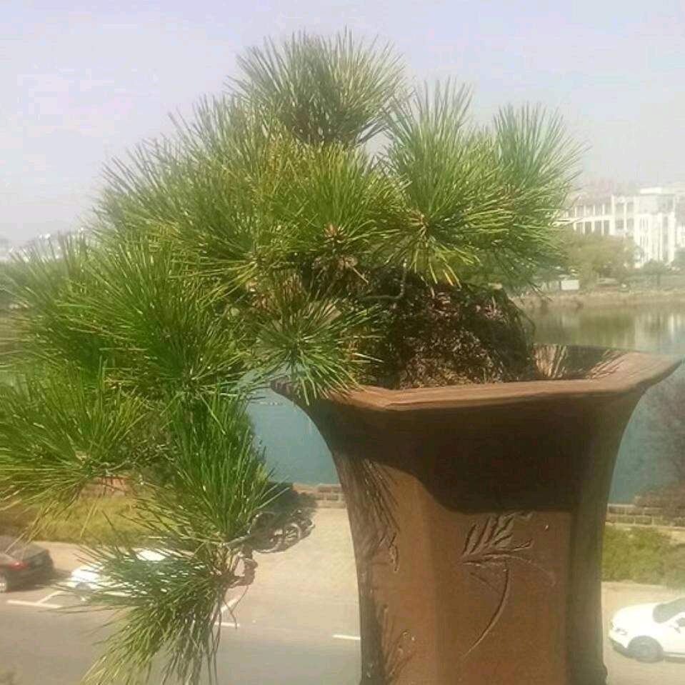 食光居（玉龙）黑松素材