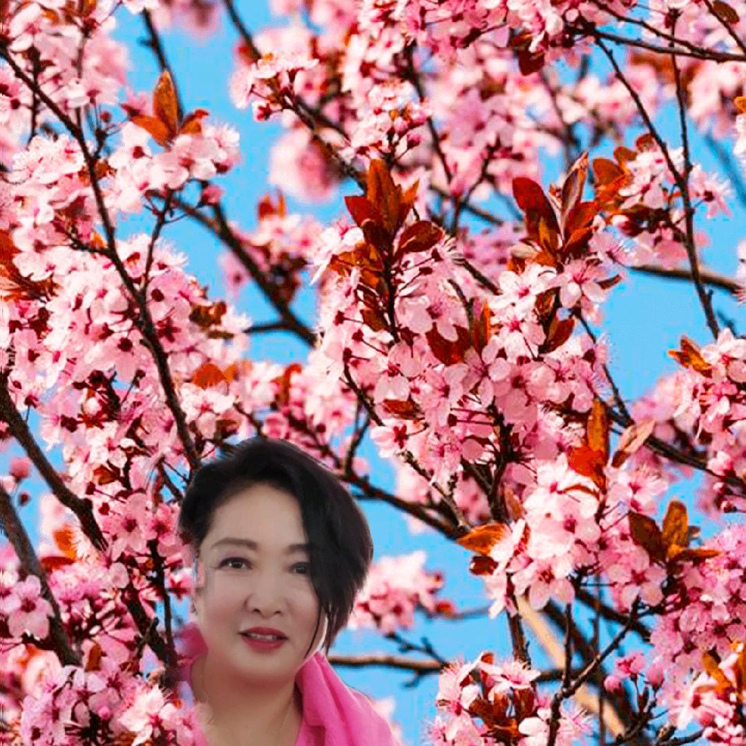 菊如