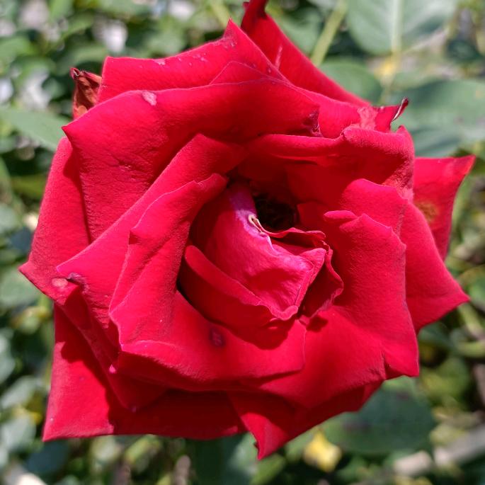 幸福花开Iove