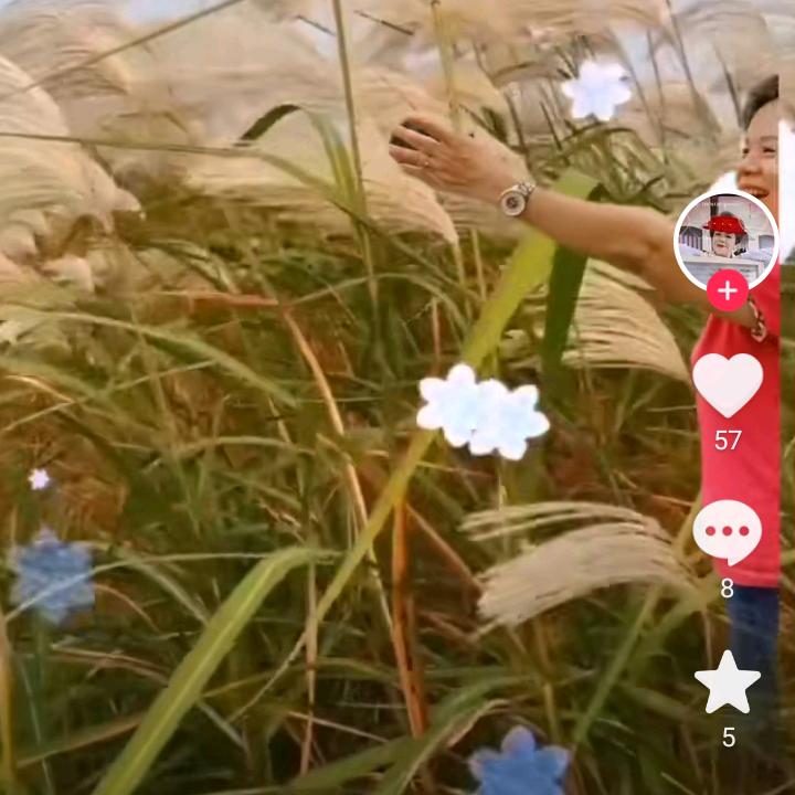 ，樱花