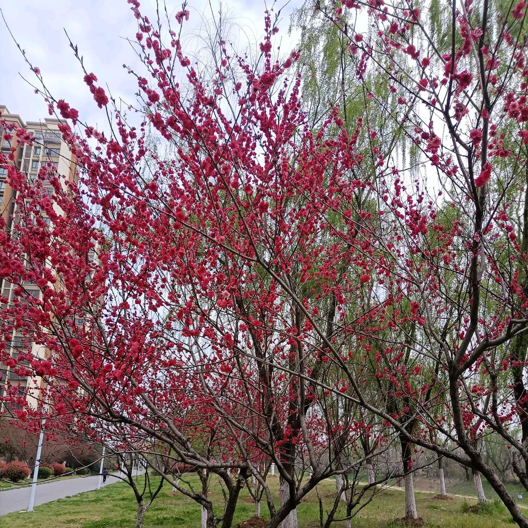 小蕊奶奶