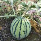 💓幸胡ꦿ🍀⁵²⁰相赵꧔ꦿ᭄