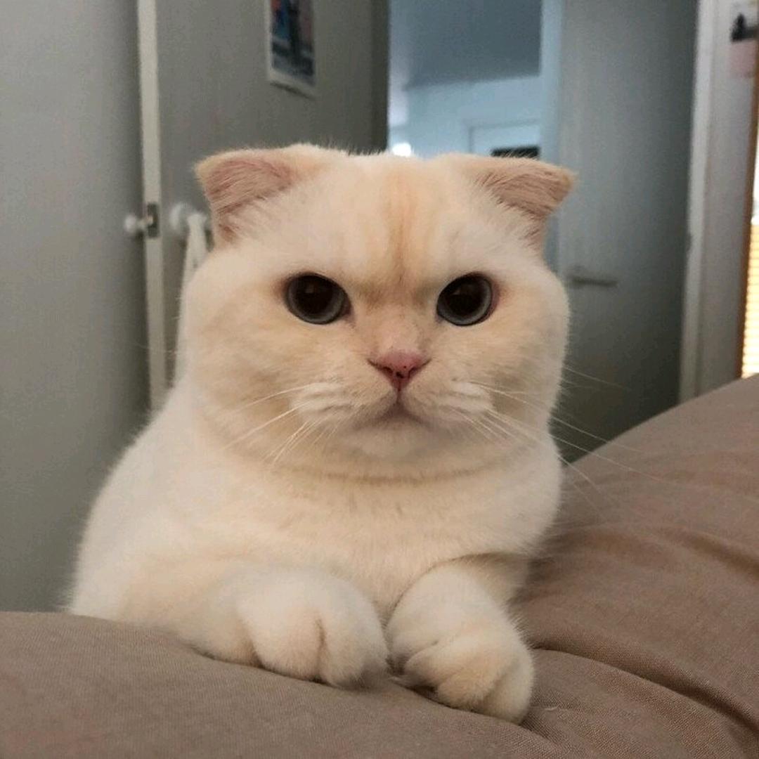 凡夫俗子