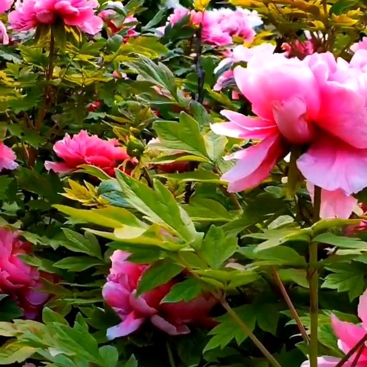 蜀都郡（腾飞的骏马）