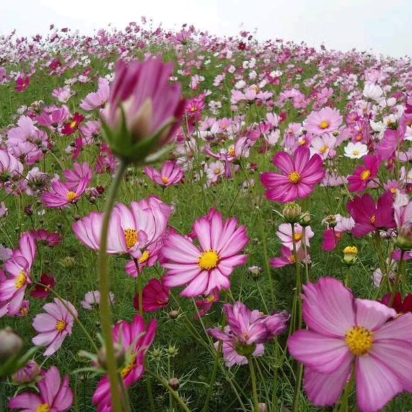 秀丽花木园艺