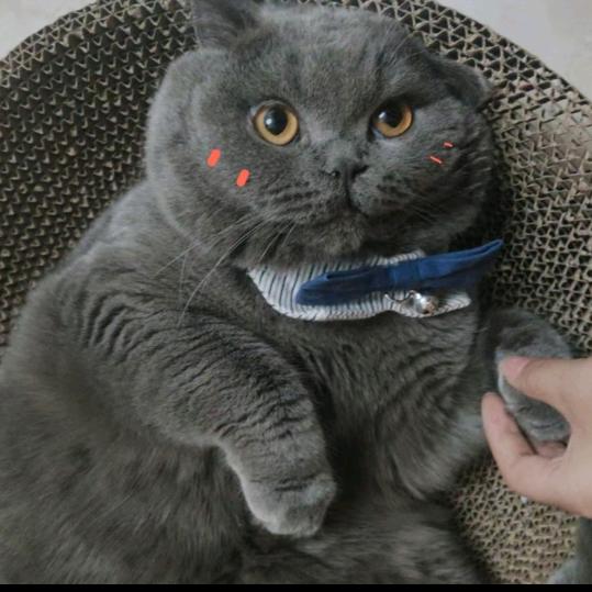 蓝猫大福