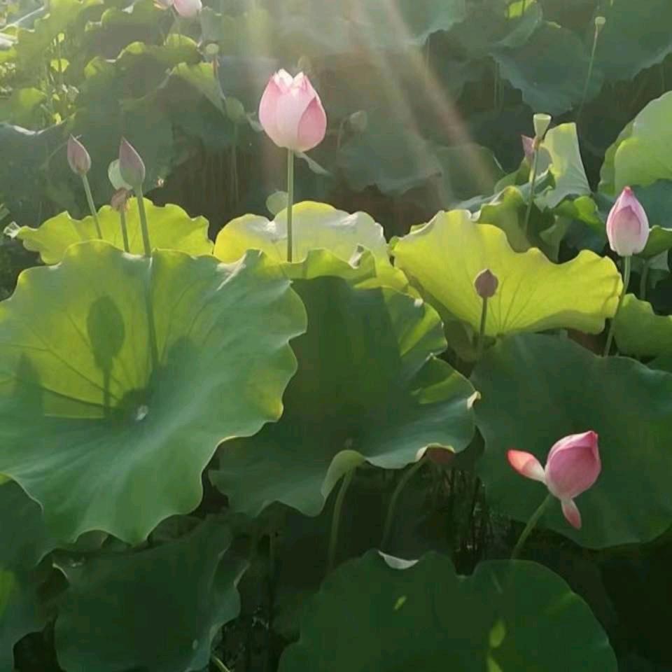 自娱自乐，，乐