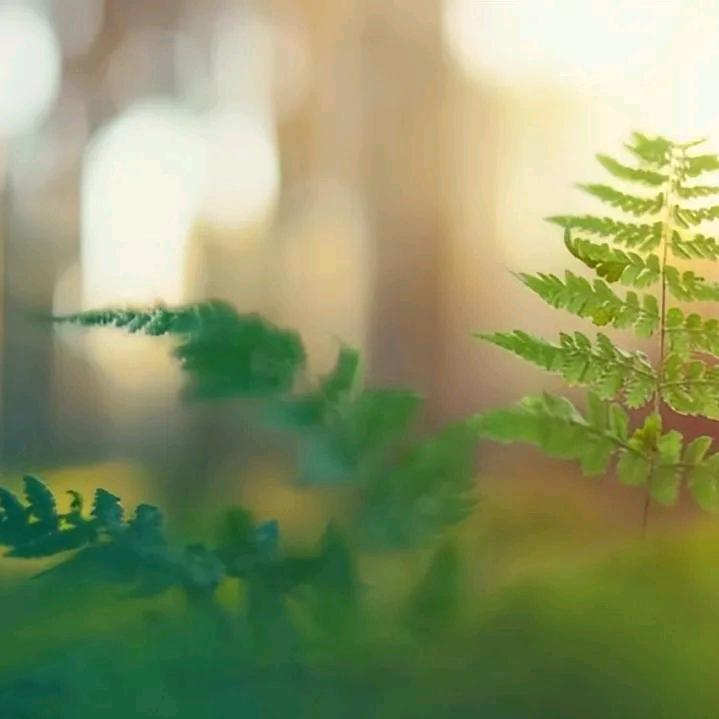 又见彼岸花开