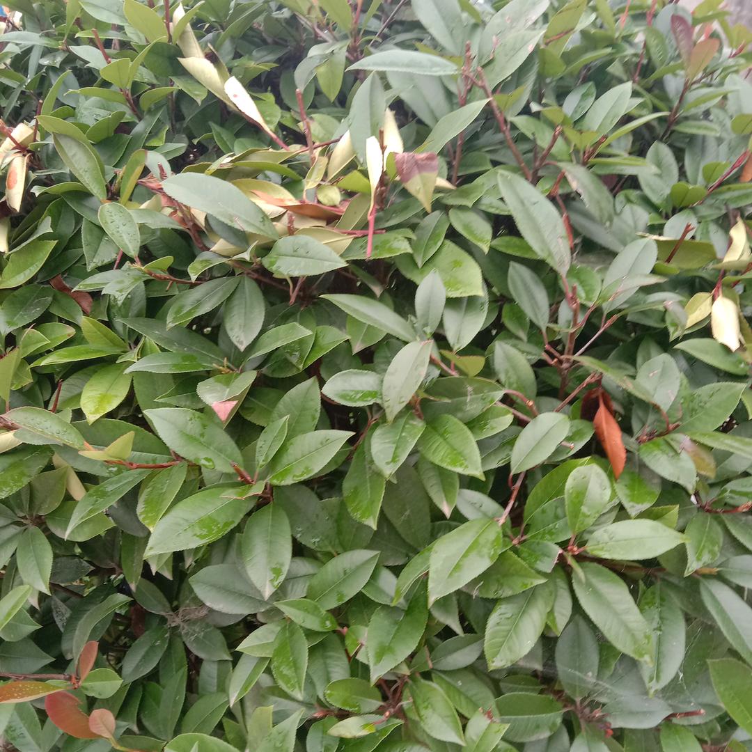 半城雨@