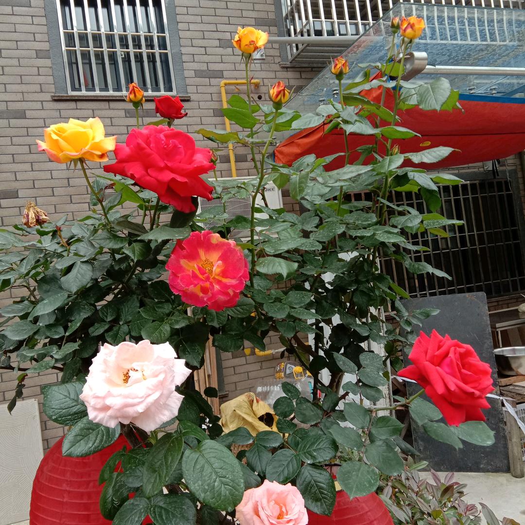 褚建忠