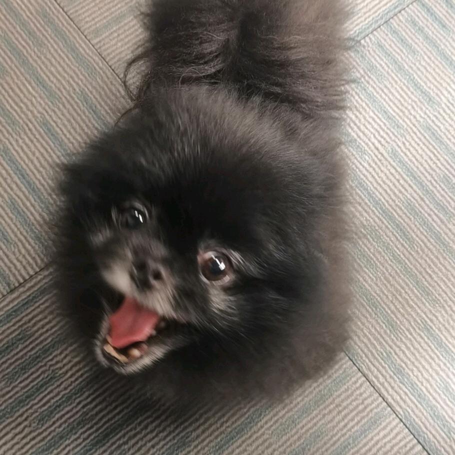 二胖猫狗的日常