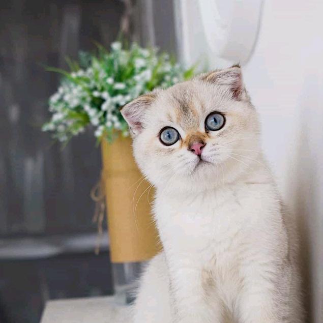 燕燕子