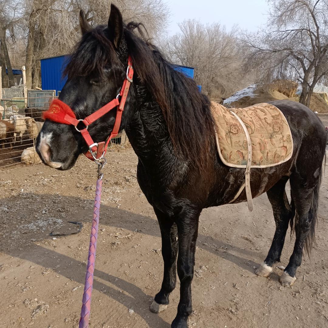 实力不允许先生