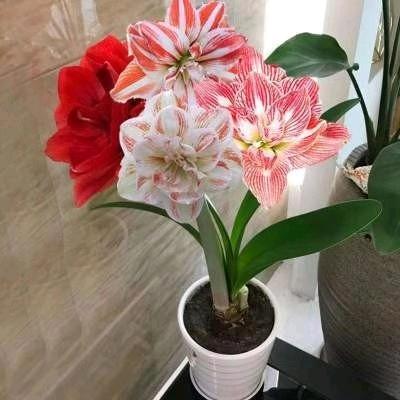 开花结果