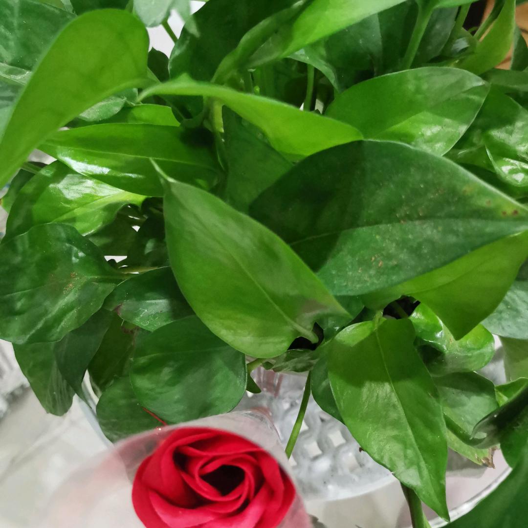 慧质兰心🍎🌹