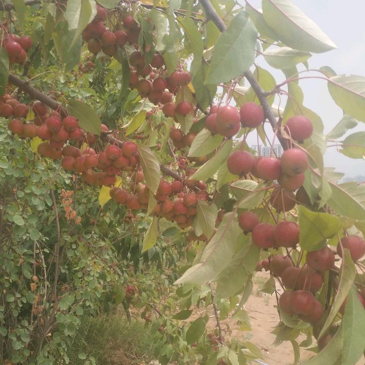 素菊