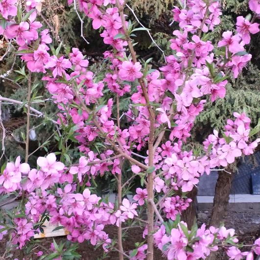 桃皮子用户235566170308