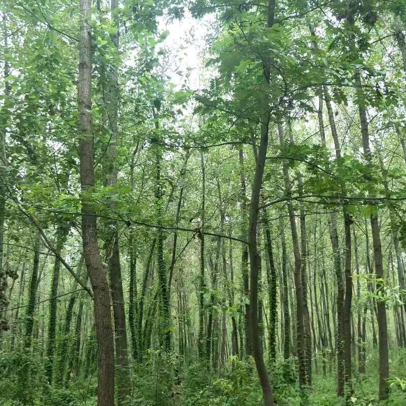 付宇