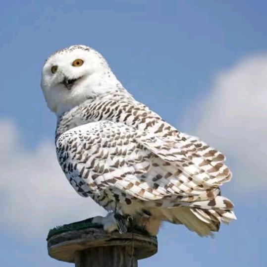 棒棒最棒(土建准备中)