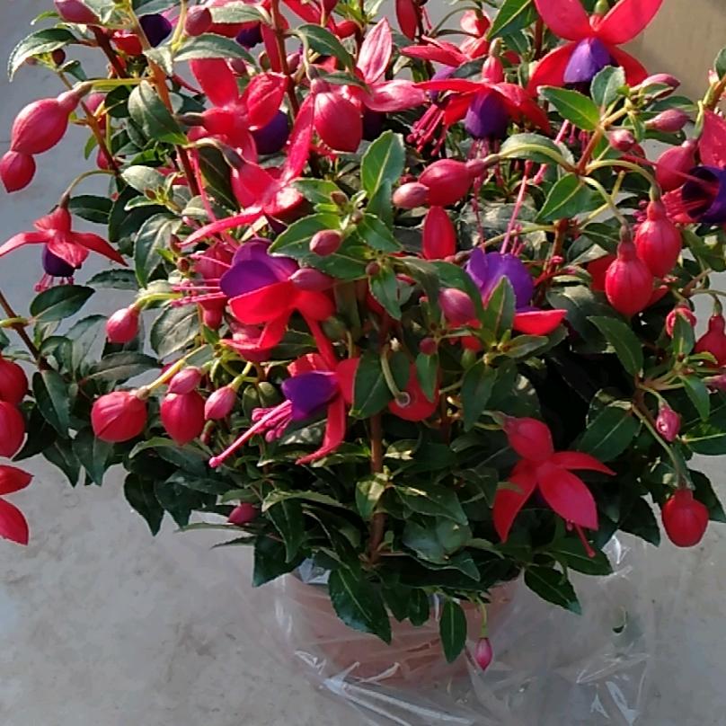 桃花村花卉