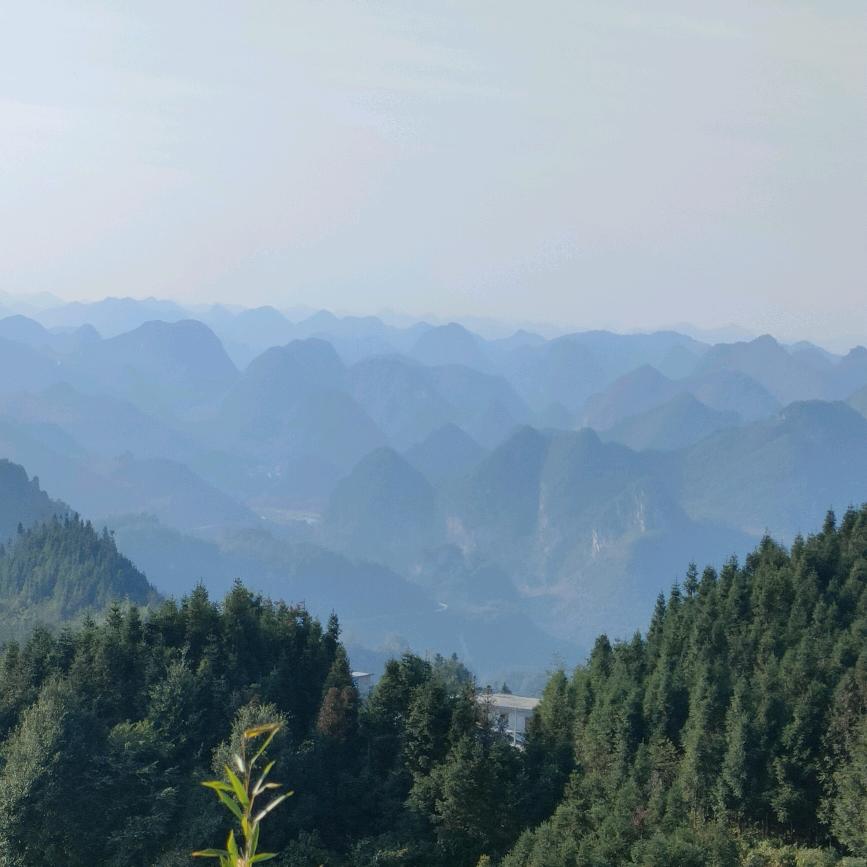 朵朵T
