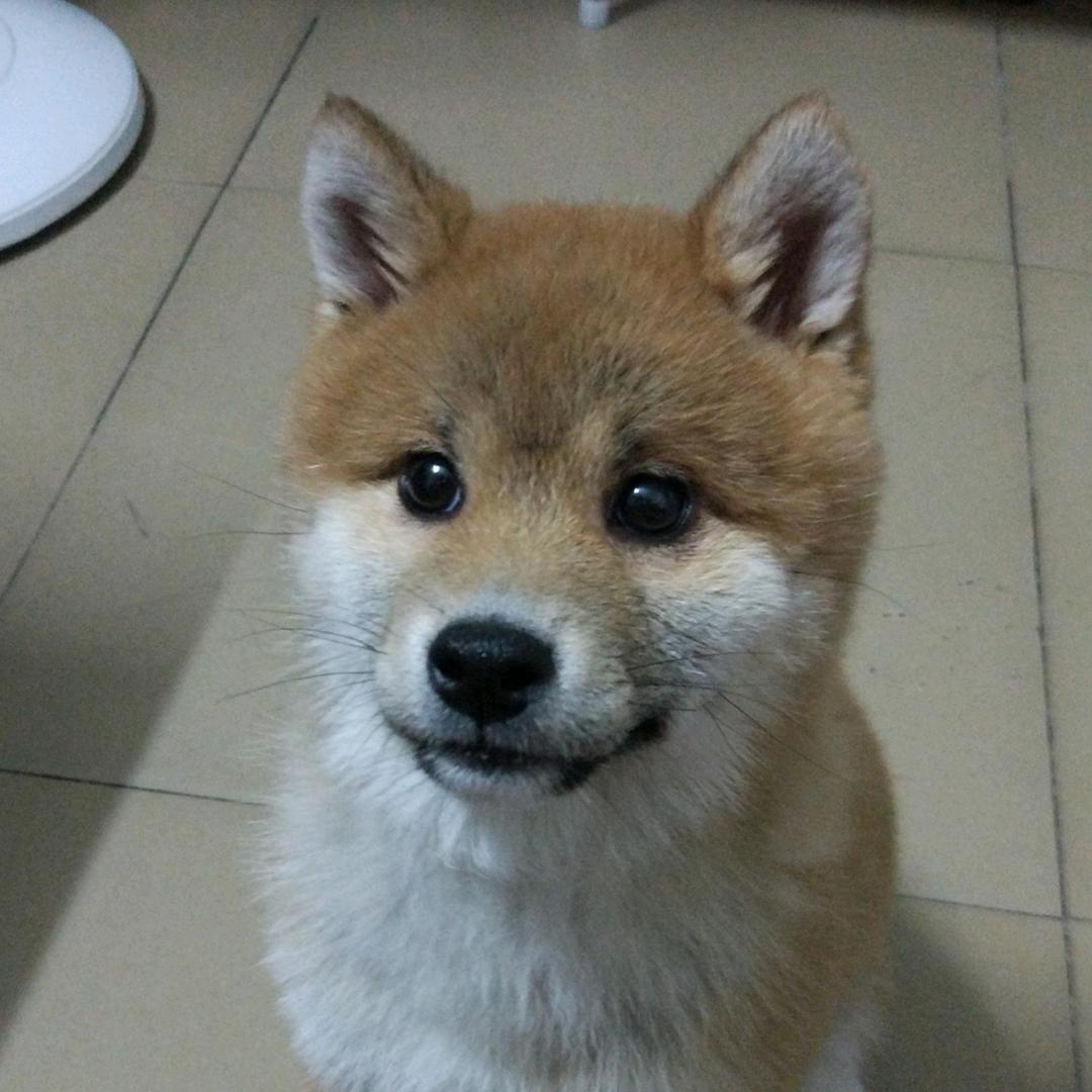 萝卜头