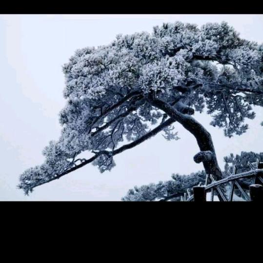 大山雪松