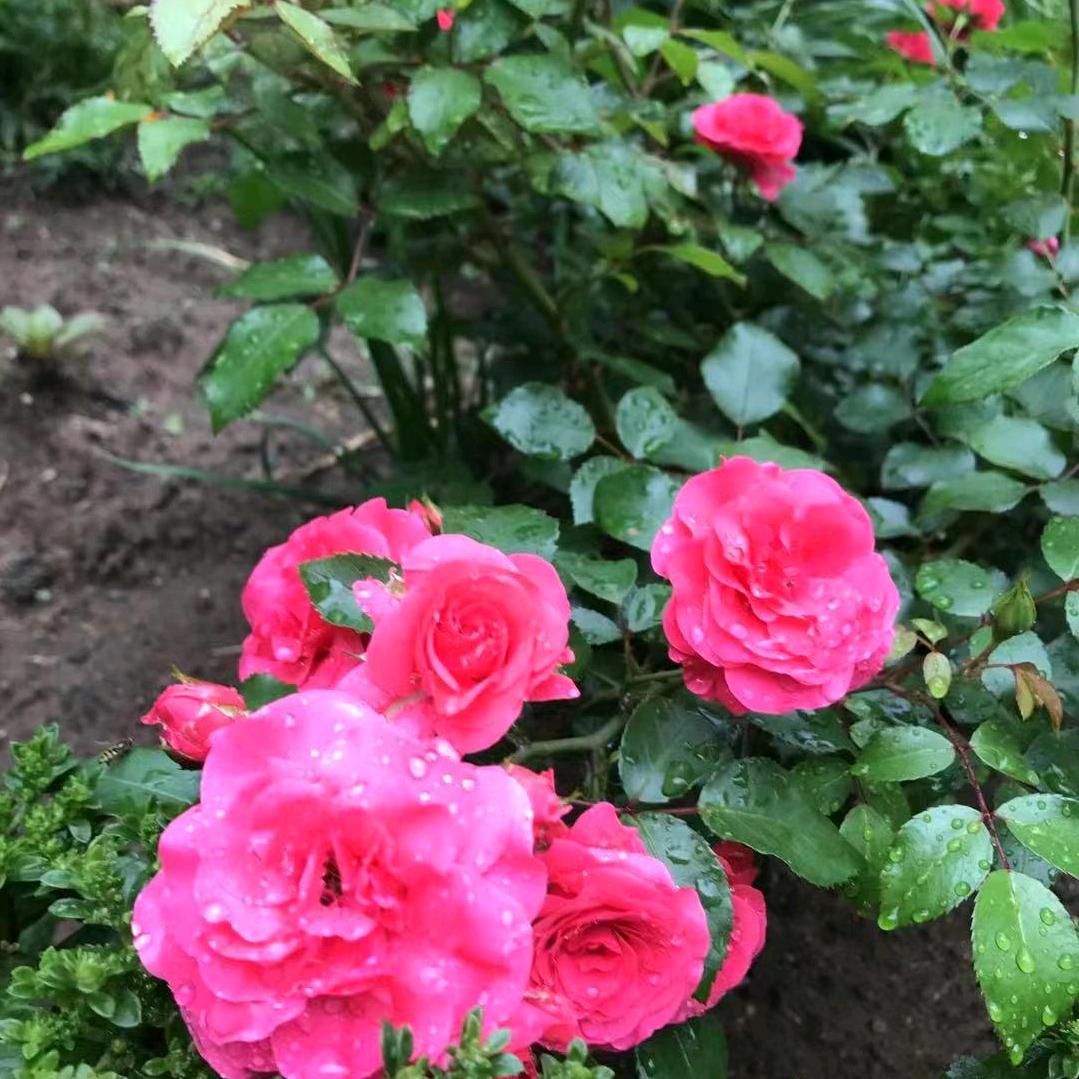春枫