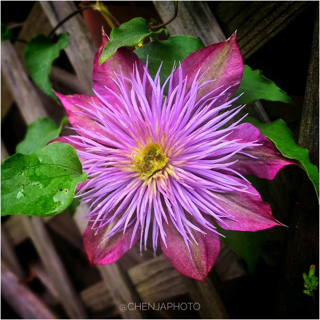 花样年华🌸似水流年