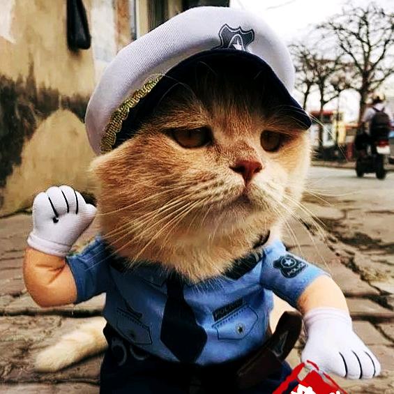 猫大人☀️☀️🌜⭐️⭐️
