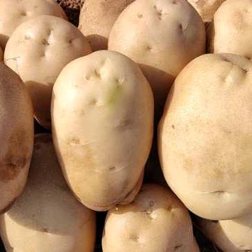 新疆石河子黄少华