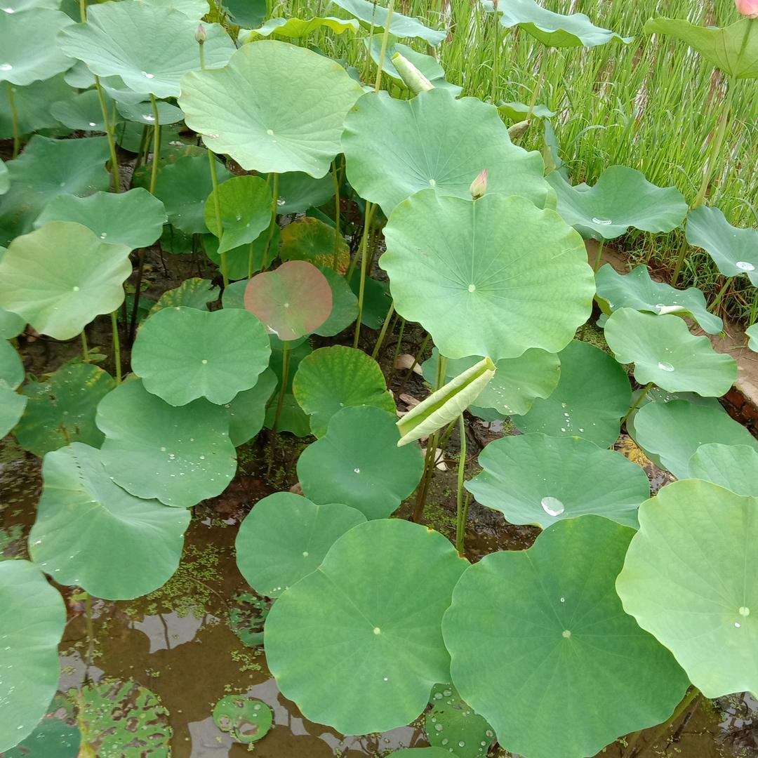 杨琴，，
