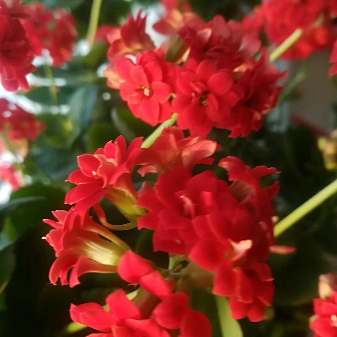 雪菊