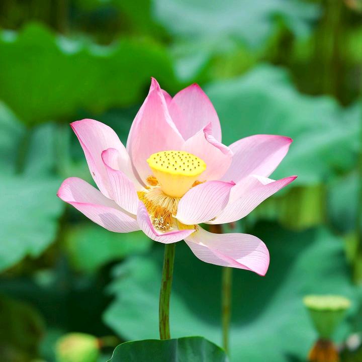春天🌻
