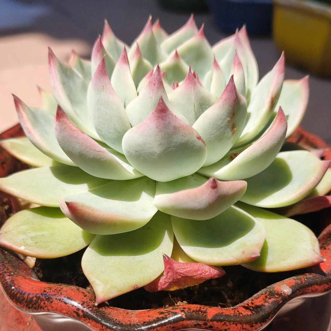 只要我不尴尬，尴尬的就是别人