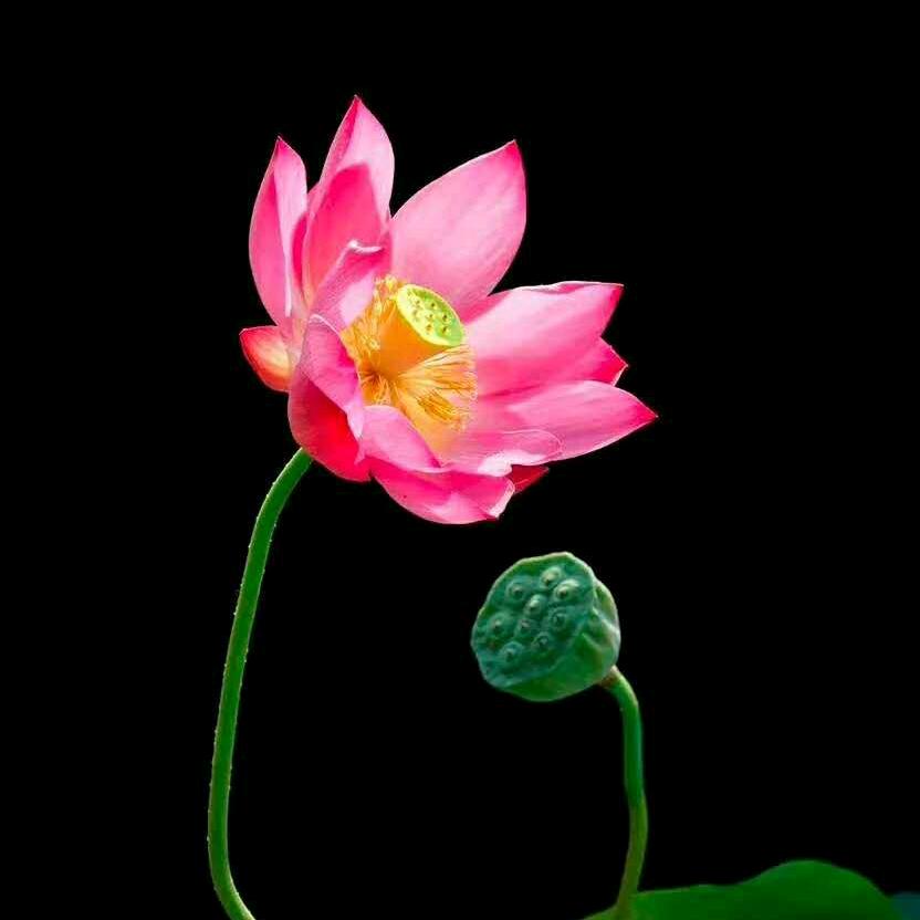 是梦终会醒