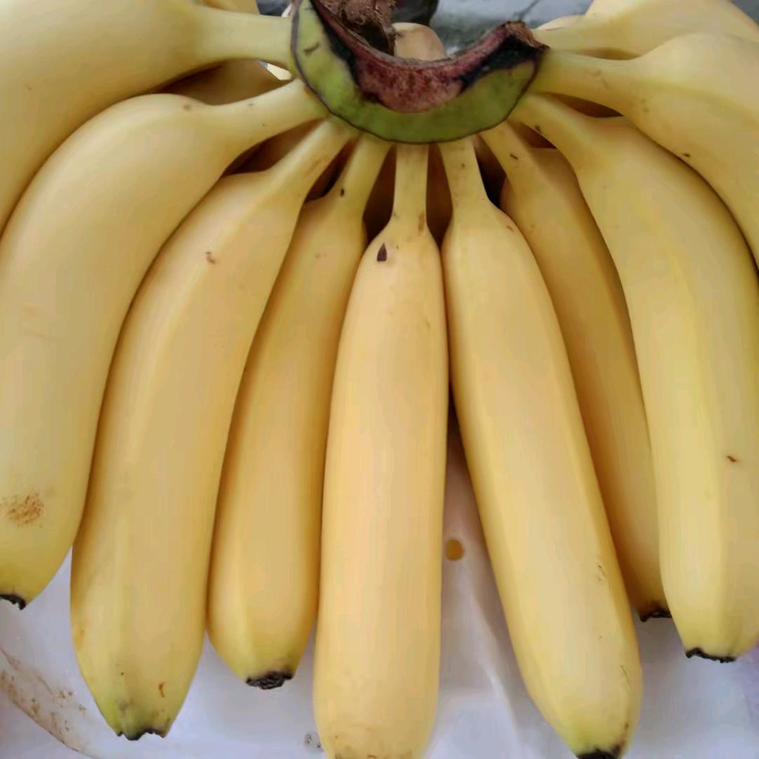 施