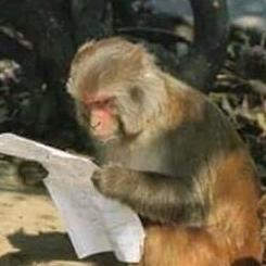 花果山在逃高级参谋