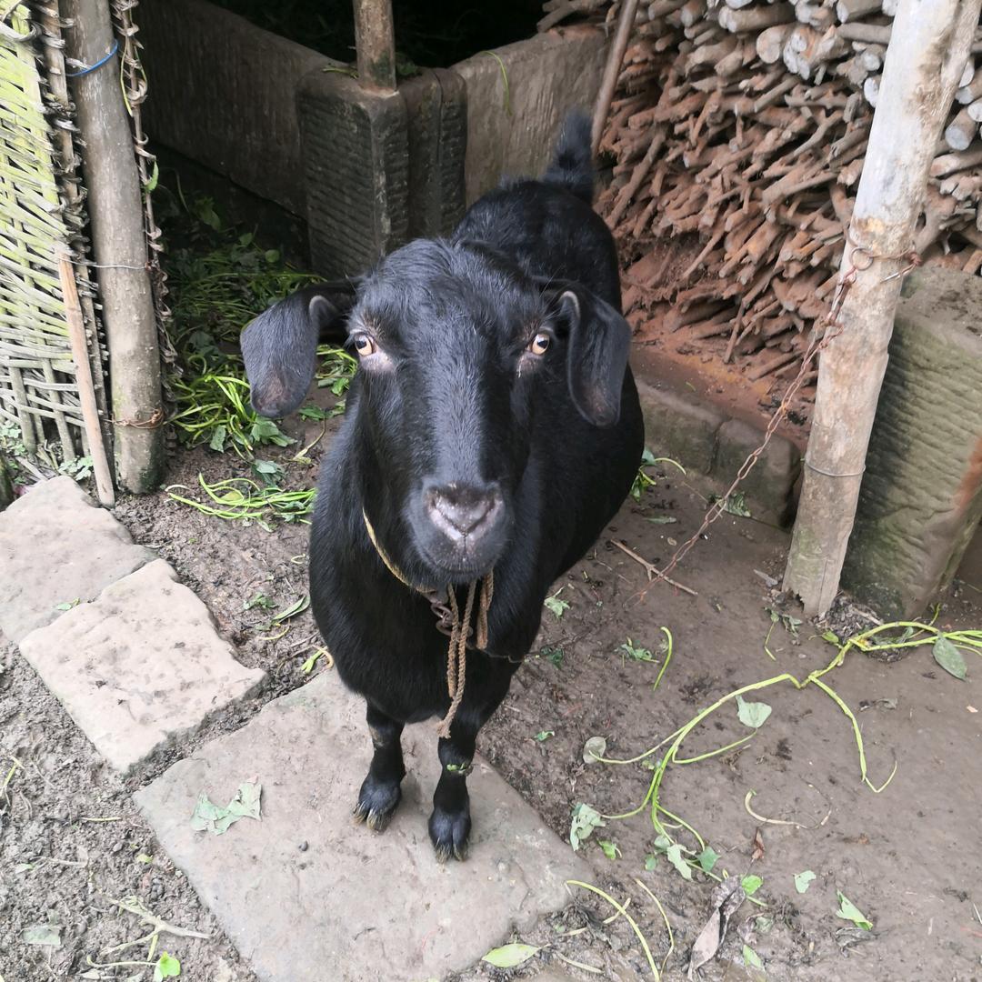 肖记羊肉汤