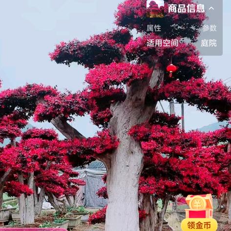 小芝盆景