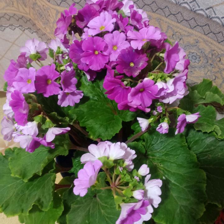 在水一方