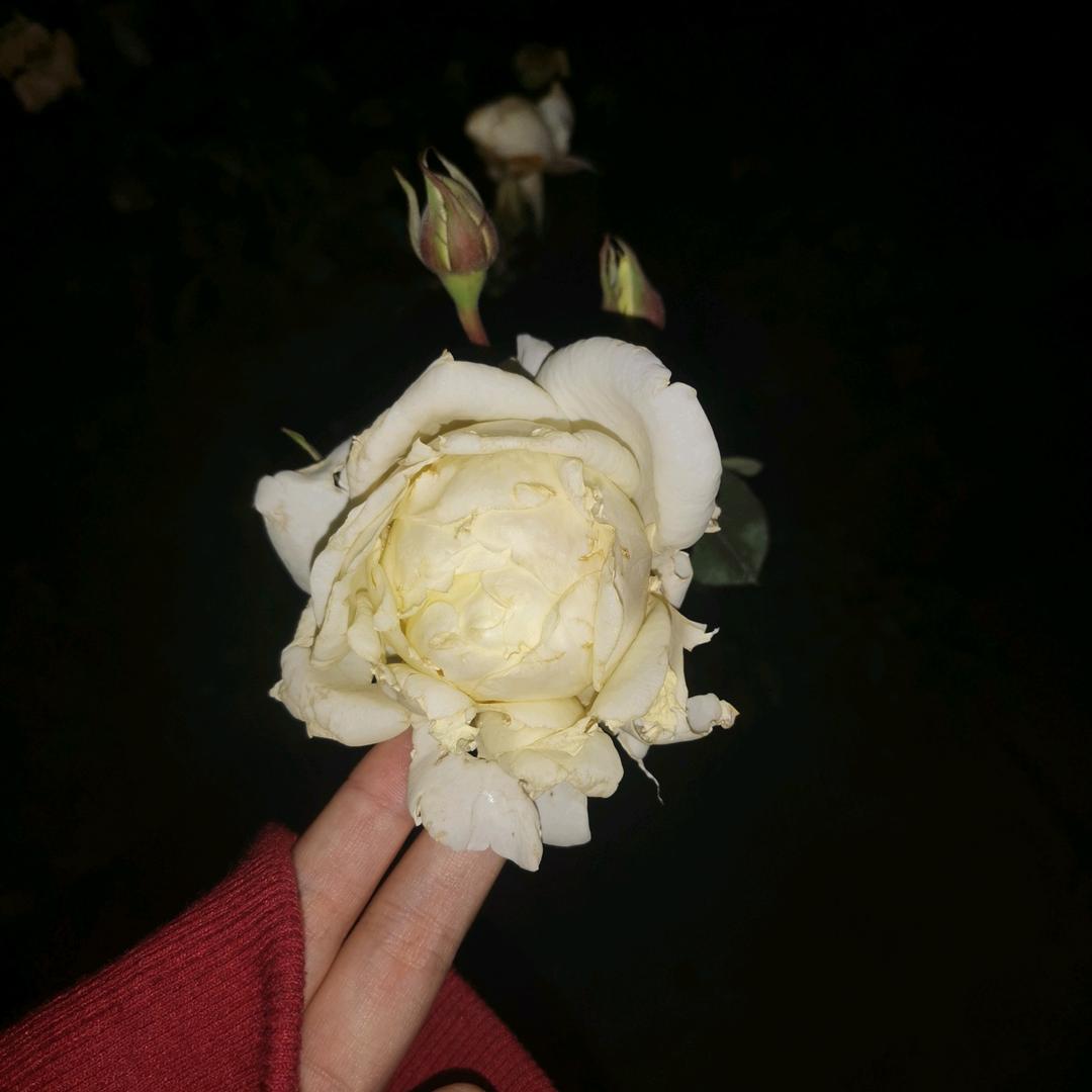 威武小龙虾