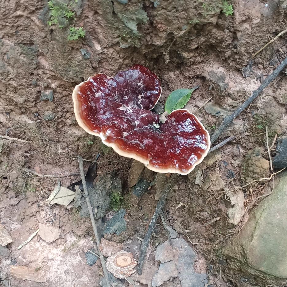 老七专业野生，草药，木根摊，蜜糖。