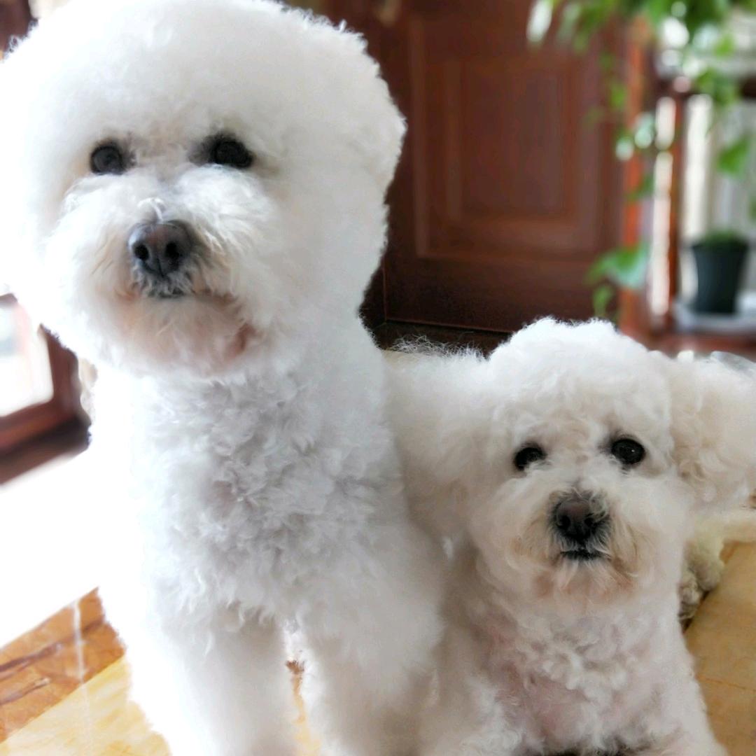 闲人🐶