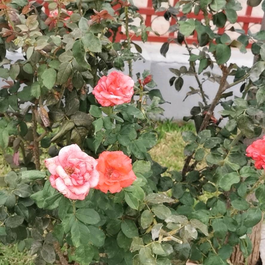 秦家大姐