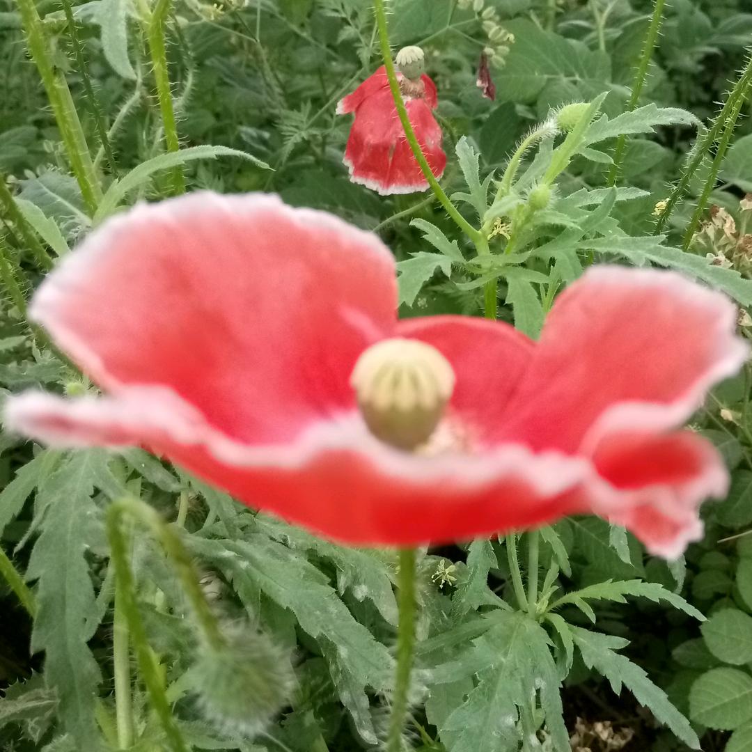 茶语
