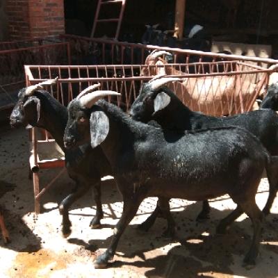 羊贩子，小马哥