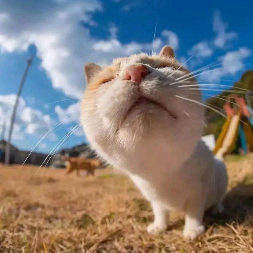🕊ღ᭄ꦿ 南京逗哥 𝄞°