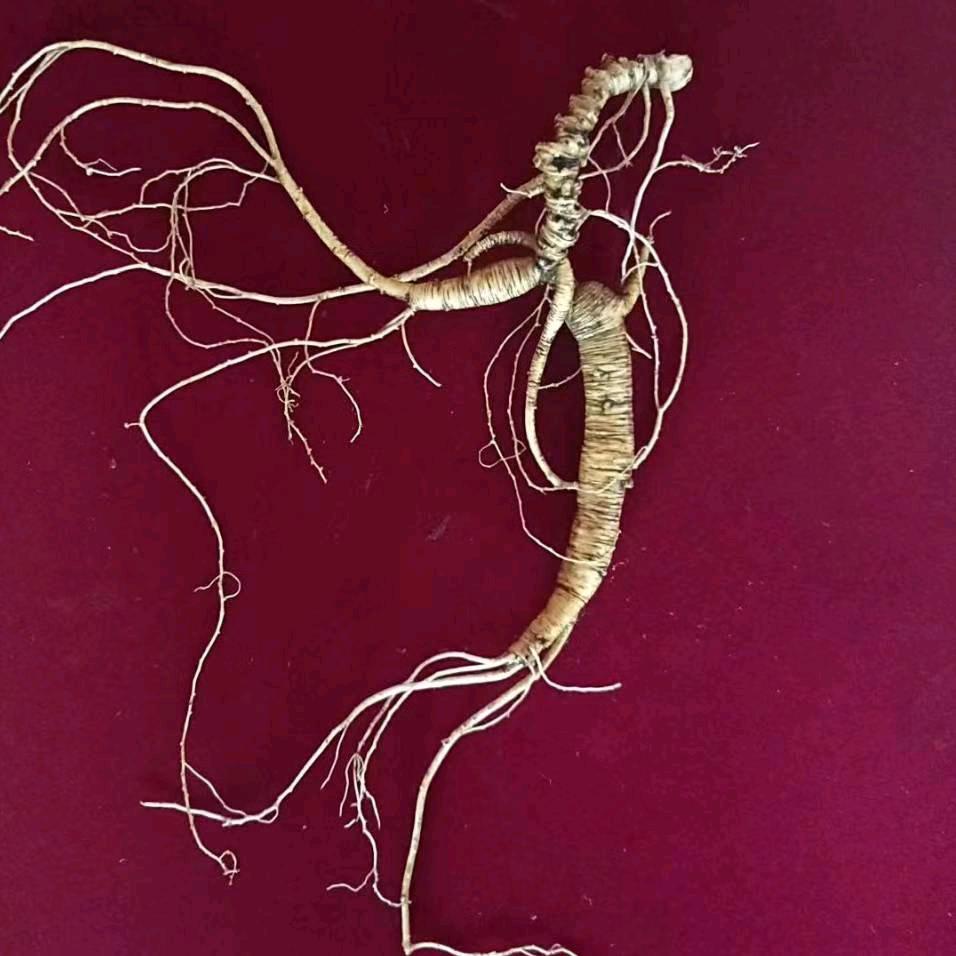 莱阳七星街长白山特产